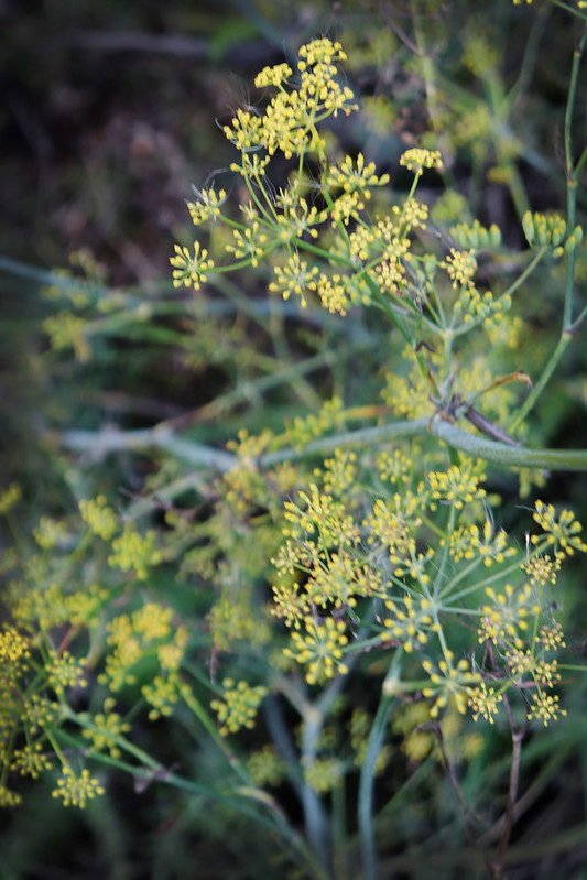 Photo of Fennel plant