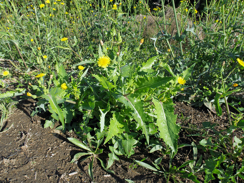 Photo of Sow Thistle
